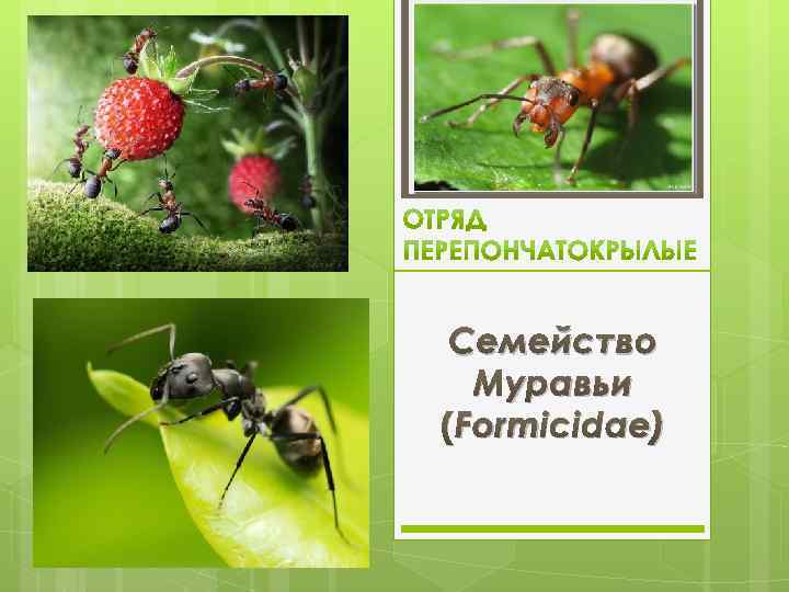 Семейство Муравьи (Formicidae) 
