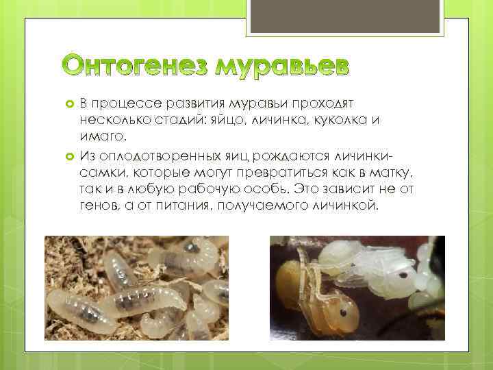 Онтогенез муравьев В процессе развития муравьи проходят несколько стадий: яйцо, личинка, куколка и имаго.