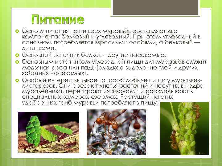 Питание Основу питания почти всех муравьёв составляют два компонента: белковый и углеводный. При этом