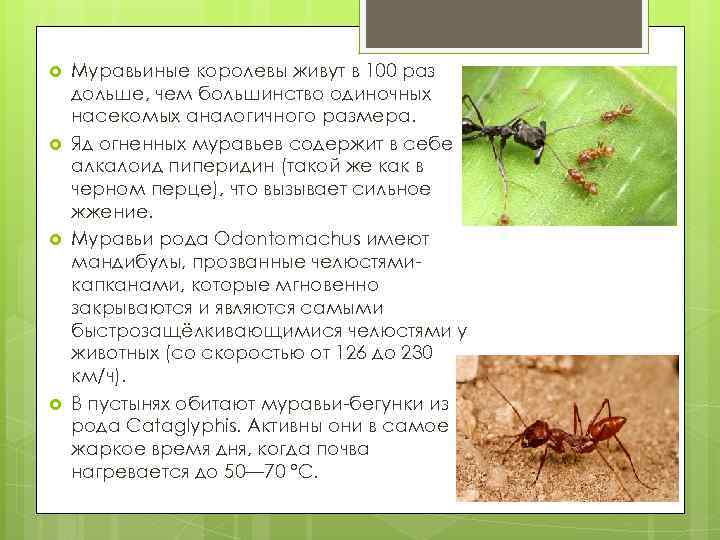  Муравьиные королевы живут в 100 раз дольше, чем большинство одиночных насекомых аналогичного размера.
