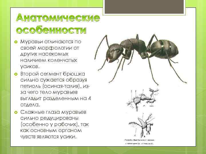 Схема слова муравьи. Муравей описание строения. Особенности строения муравья. Семейство муравьев. Строение муравья.