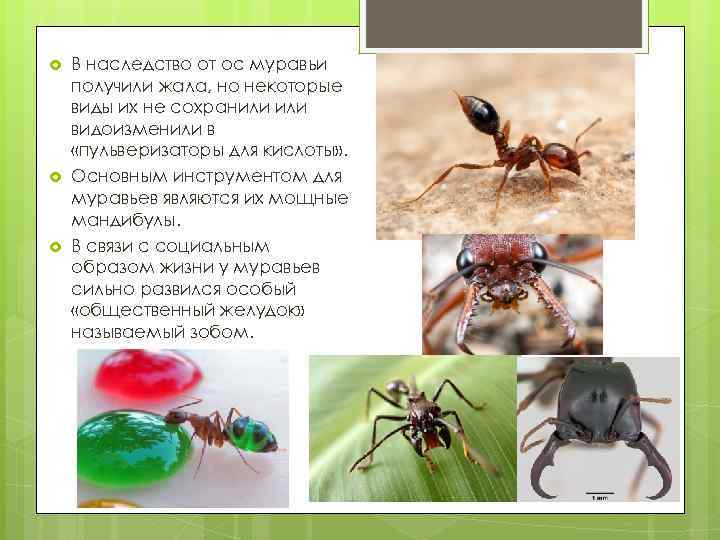  В наследство от ос муравьи получили жала, но некоторые виды их не сохранили