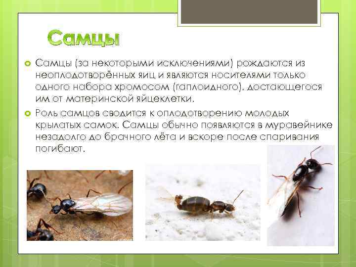 Самцы (за некоторыми исключениями) рождаются из неоплодотворённых яиц и являются носителями только одного набора