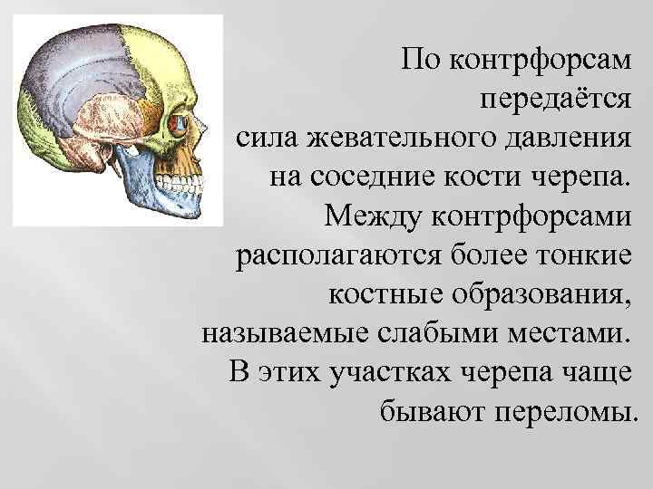 По контрфорсам передаётся сила жевательного давления на соседние кости черепа. Между контрфорсами располагаются более