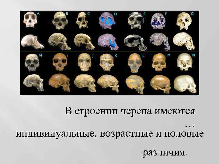 В строении черепа имеются … индивидуальные, возрастные и половые различия. 