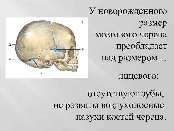 У новорождённого размер мозгового черепа преобладает над размером… лицевого: отсутствуют зубы, не развиты воздухоносные