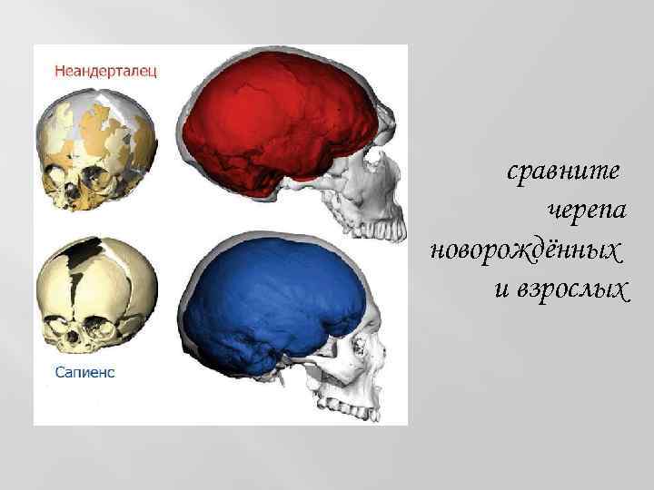 сравните черепа новорождённых и взрослых 
