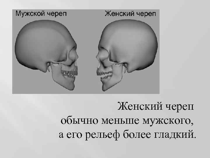 Женский череп обычно меньше мужского, а его рельеф более гладкий. 