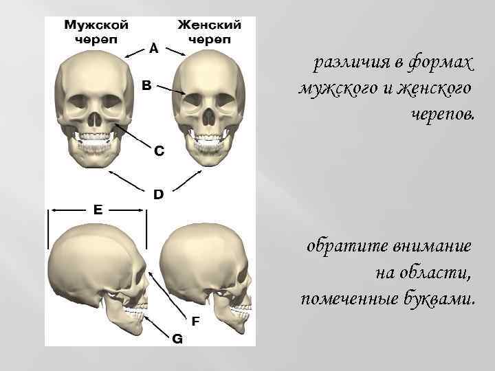 различия в формах мужского и женского черепов. обратите внимание на области, помеченные буквами. 