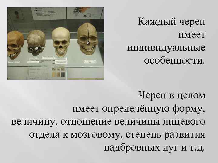 Каждый череп имеет индивидуальные особенности. Череп в целом имеет определённую форму, величину, отношение величины