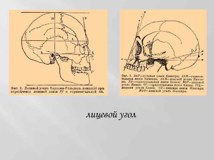 лицевой угол 