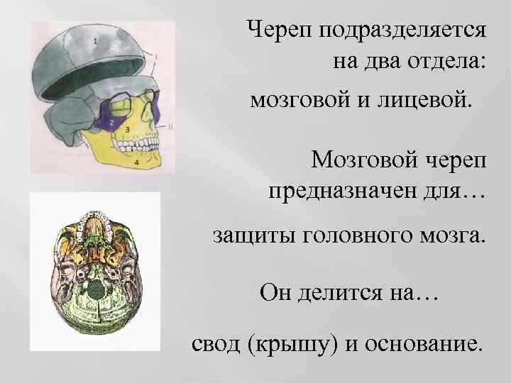 Череп подразделяется на два отдела: мозговой и лицевой. Мозговой череп предназначен для… защиты головного