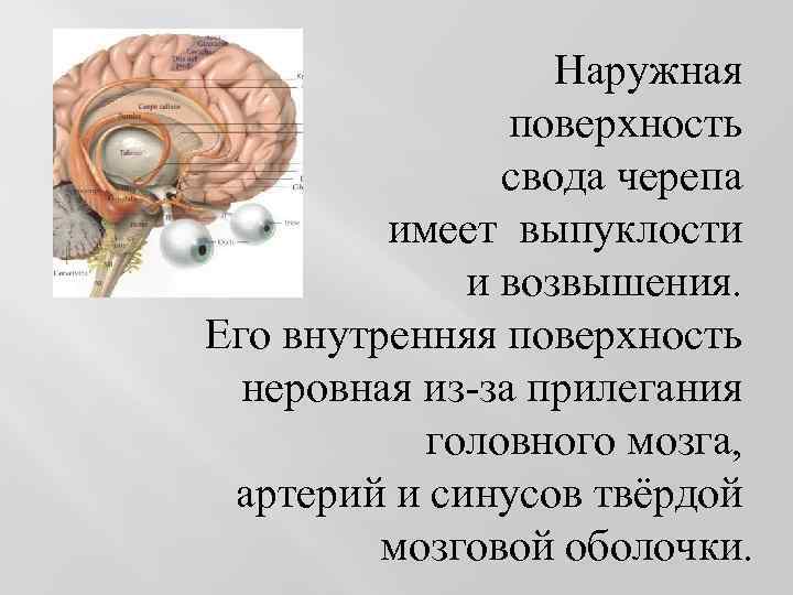 Наружная поверхность свода черепа имеет выпуклости и возвышения. Его внутренняя поверхность неровная из-за прилегания