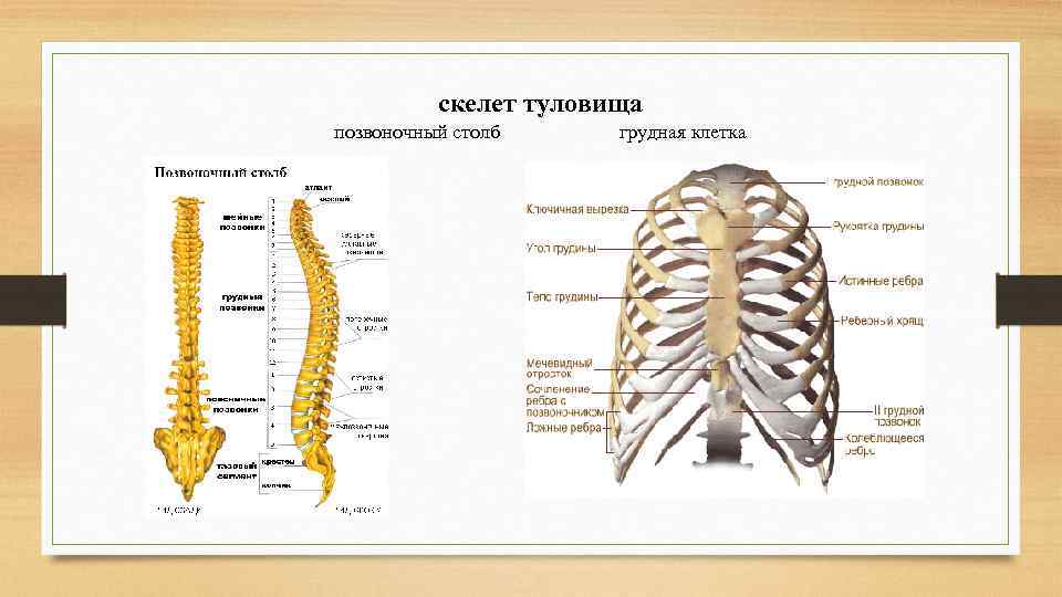 скелет туловища позвоночный столб грудная клетка 