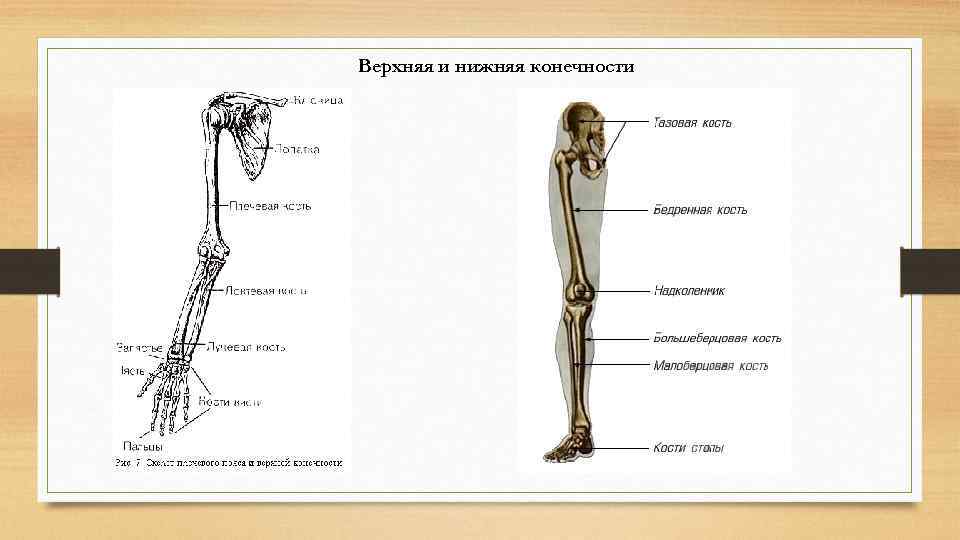 Верхняя и нижняя конечности 