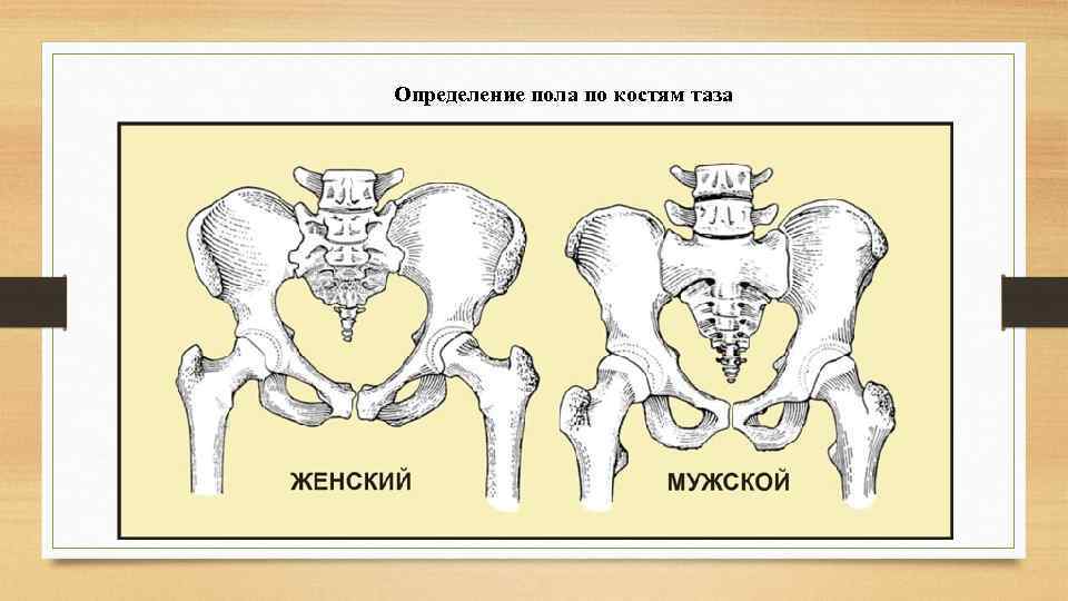 Определение пола по костям таза 