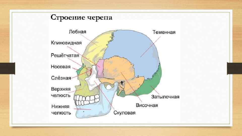 Строение черепа 