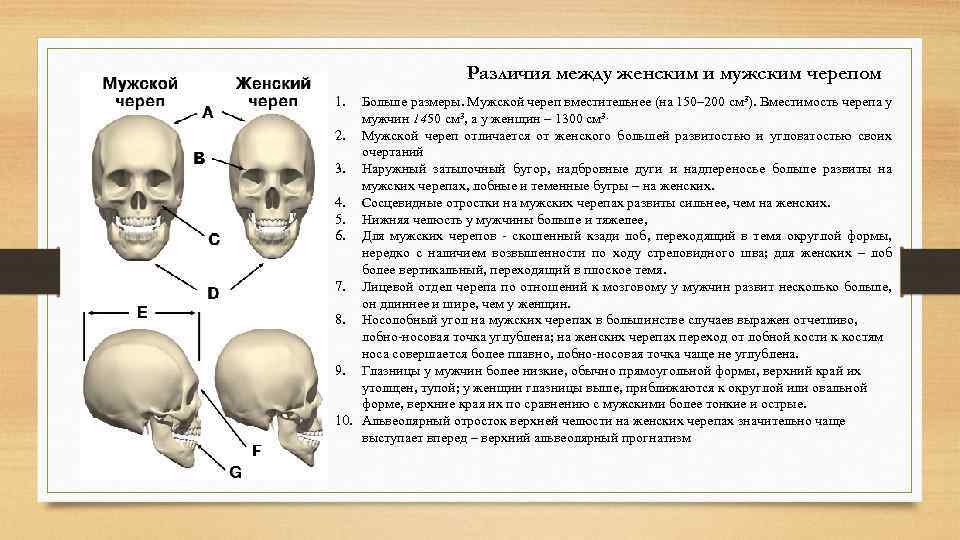 Возрастная анатомия черепа. Отличие мужского и женского черепа. Отличие мужского черепа от женского. Череп мужчины и женщины разнрцп.