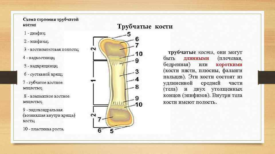 Схема строения трубчатой кости: Трубчатые кости 1 - диафиз; 2 - эпифизы; 3 -