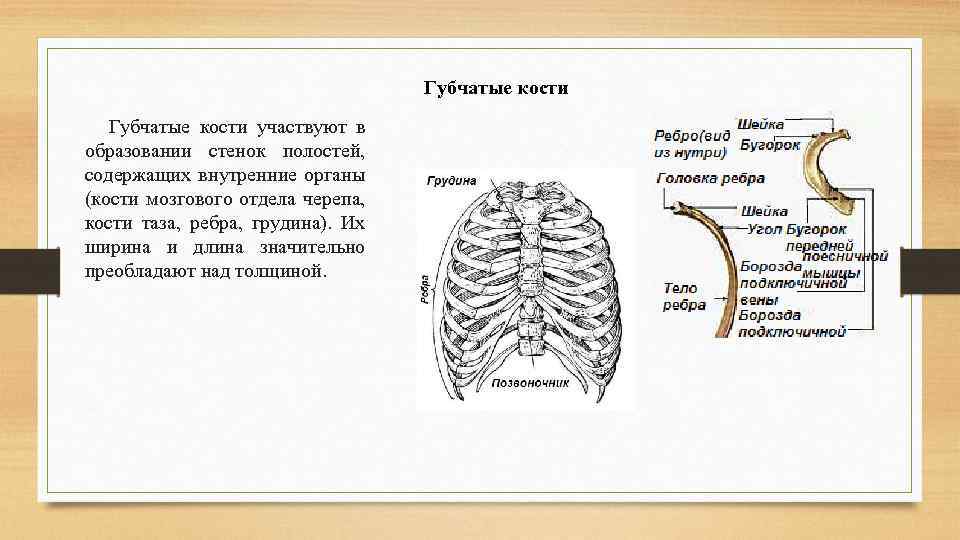 Губчатые кости участвуют в образовании стенок полостей, содержащих внутренние органы (кости мозгового отдела черепа,