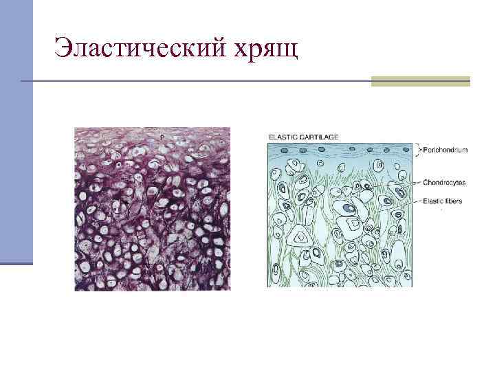 Эластический хрящ 