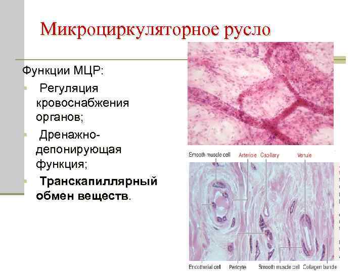 Микроциркуляторное русло гистология рисунок