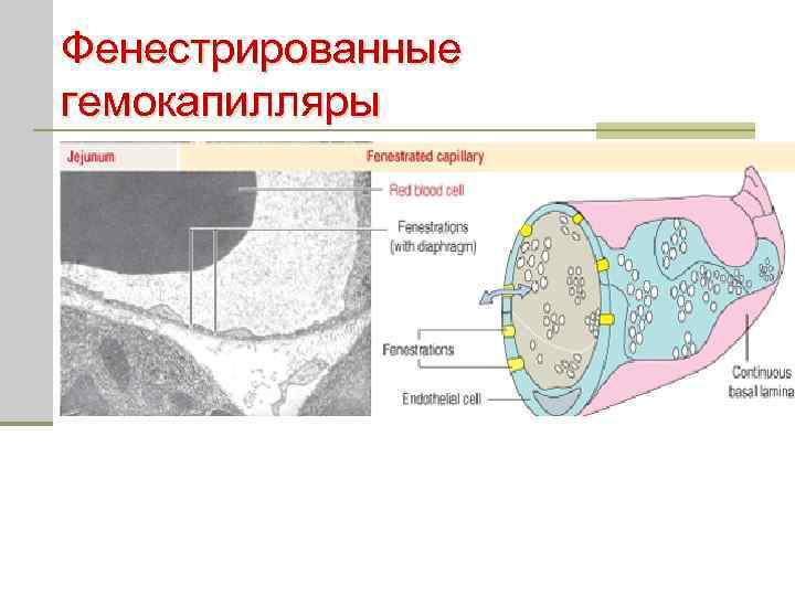 Структурные элементы стенки гемокапилляра 1 типа