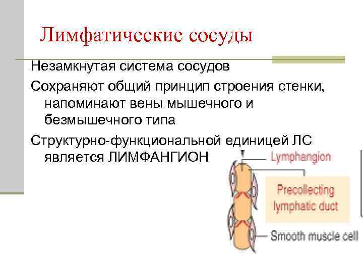 Лимфатические сосуды Незамкнутая система сосудов Сохраняют общий принцип строения стенки, напоминают вены мышечного и