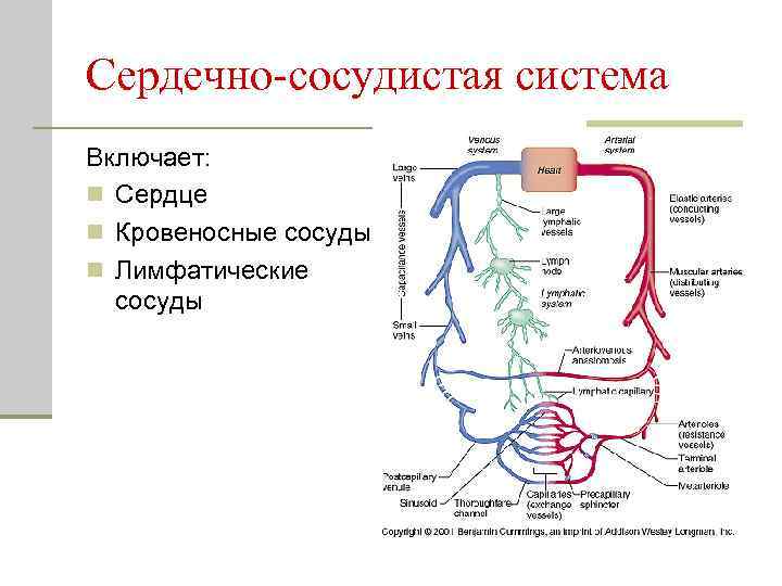 Сердечно сосудистая система кратко презентация