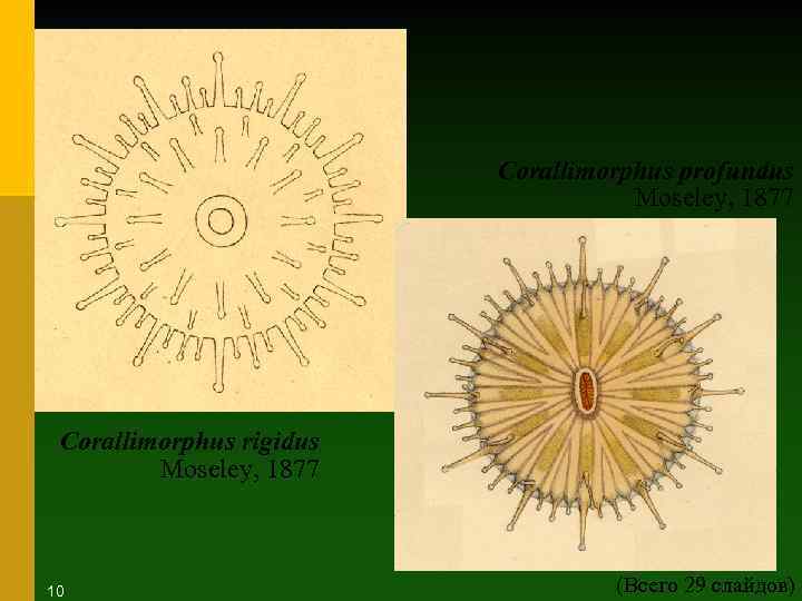 Corallimorphus profundus Moseley, 1877 Corallimorphus rigidus Moseley, 1877 10 (Всего 29 слайдов) 