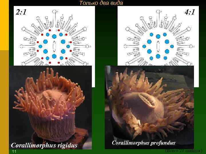 Только два вида 2: 1 Corallimorphus rigidus 11 4: 1 Corallimorphus profundus (Всего 29