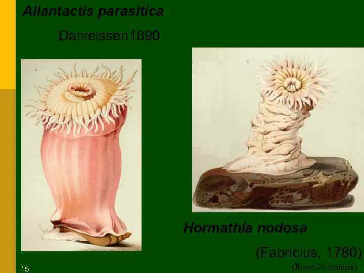 Allantactis parasitica Danielssen 1890 Hormathia nodosa 15 (Fabricius, 1780) (Всего 29 слайдов) 