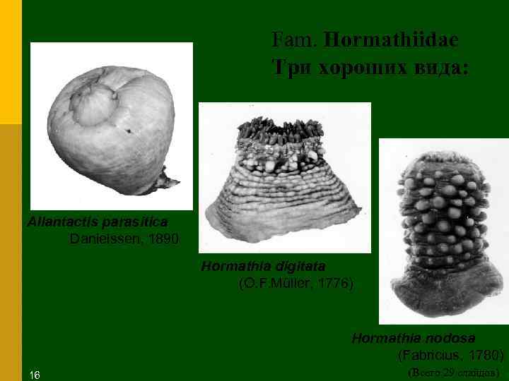 Fam. Hormathiidae Три хороших вида: Allantactis parasitica Danielssen, 1890 Hormathia digitata (O. F. Müller,