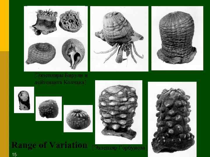 [Экзепляры Бирули и лейтенанта Колчака] Range of Variation 15 [Экзепляр Горбунова] 