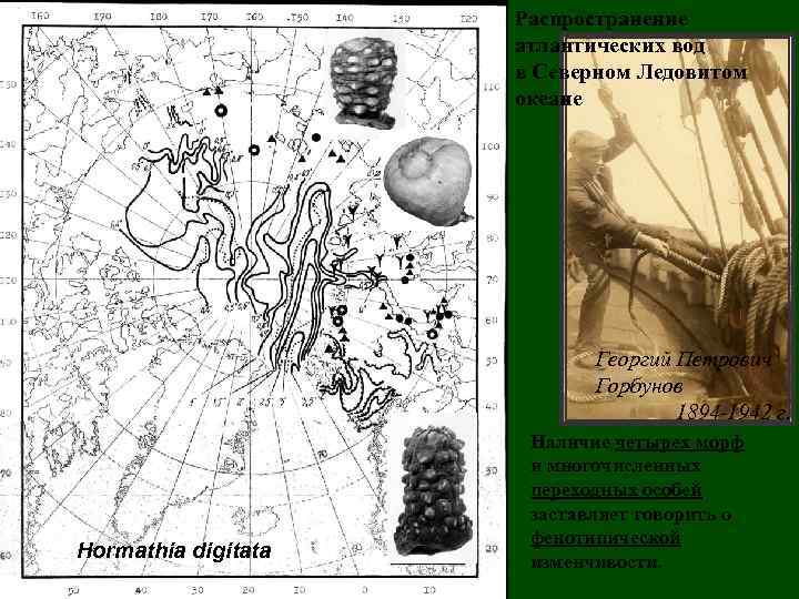 Распространение атлантических вод в Северном Ледовитом океане Георгий Петрович Горбунов 1894 -1942 г. Hormathia