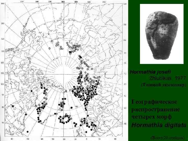 Hormathia josefi Zhiubikas, 1977 (Типовой экземпляр) Географическое распространение четырех морф Hormathia digitata (Всего 29