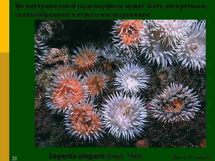 Но внутривидовой полиморфизм может быть дискретным, скачкообразным и строго наследуеммым: 20 Sagartia elegans (Dalyll,
