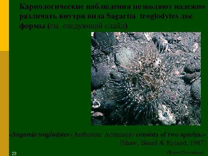 Кариологические наблюдения позволяют надежно различать внутри вида Sagartia troglodytes две формы (см. следующий слайд)