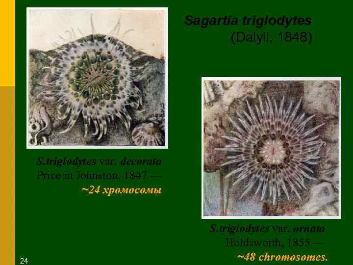 Sagartia triglodytes (Dalyll, 1848) S. triglodytes var. decorata Price in Johnston, 1847 — ~24