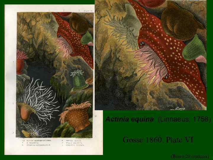 . Actinia equina (Linnaeus, 1758) Gosse 1860, Plate VI (Всего 29 слайдов) 