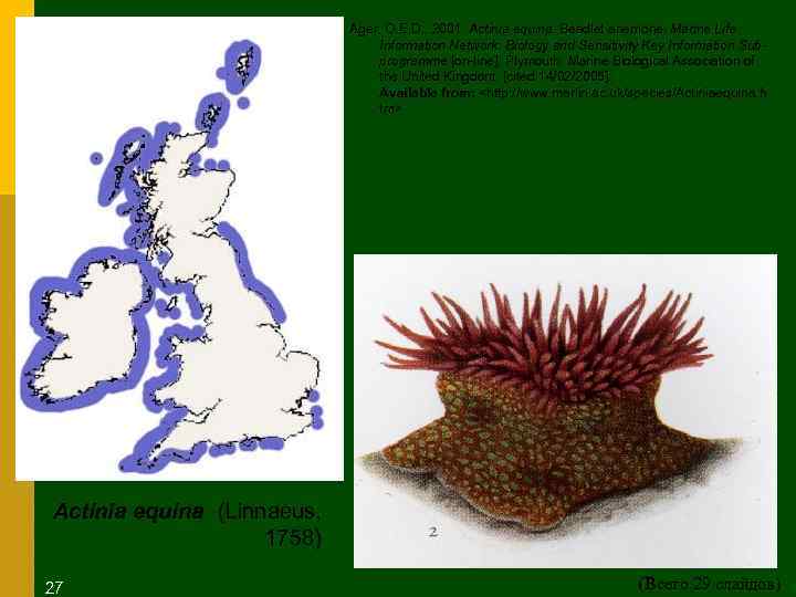 Ager, O. E. D. , 2001. Actinia equina. Beadlet anemone. Marine Life Information Network: