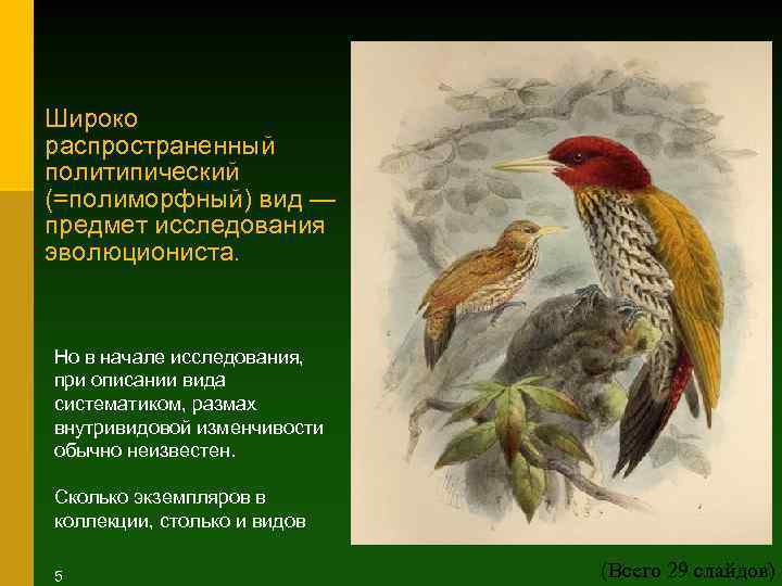 Широко распространенный политипический (=полиморфный) вид — предмет исследования эволюциониста. Но в начале исследования, при