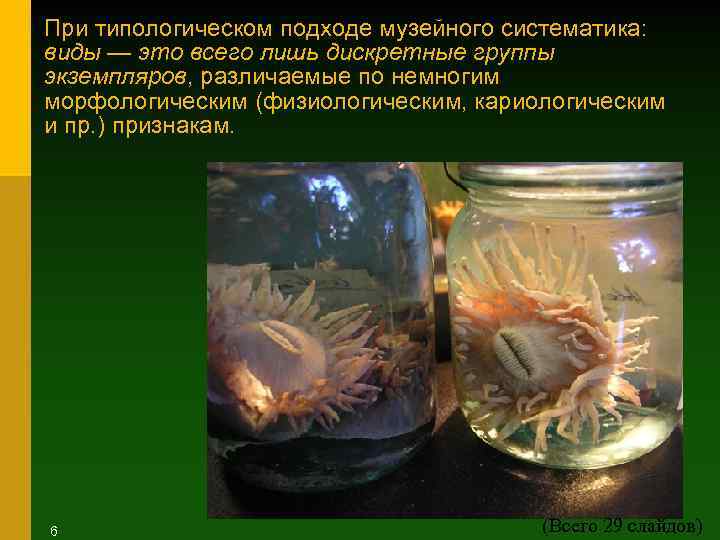При типологическом подходе музейного систематика: виды — это всего лишь дискретные группы экземпляров, различаемые