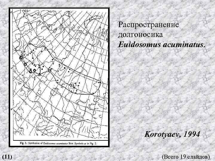 Распространение долгоносика Euidosomus acuminatus. Korotyaev, 1994 (11) (Всего 19 слайдов) 