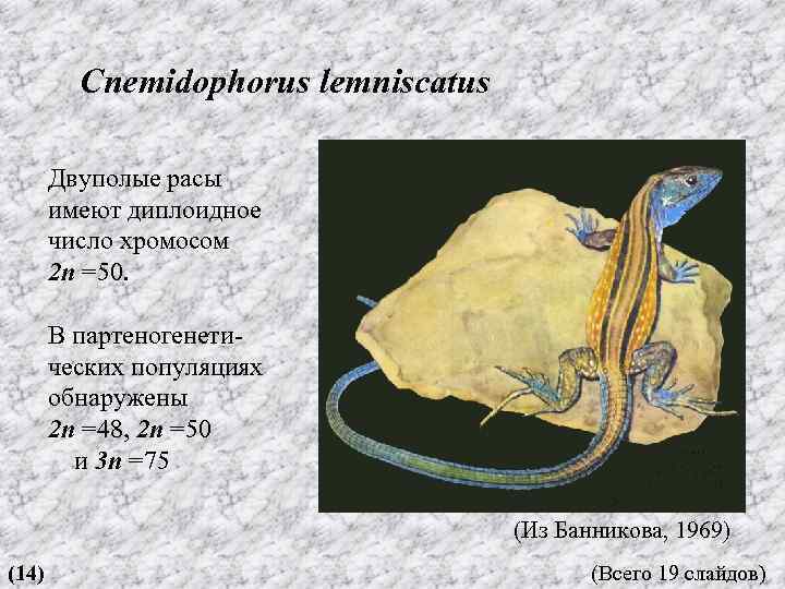 Cnemidophorus lemniscatus Двуполые расы имеют диплоидное число хромосом 2 n =50. В партеногенетических популяциях