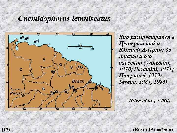 Cnemidophorus lemniscatus Вид распространен в Центральной и Южной Америке до Амазонского бассейна (Vanzolini, 1970;