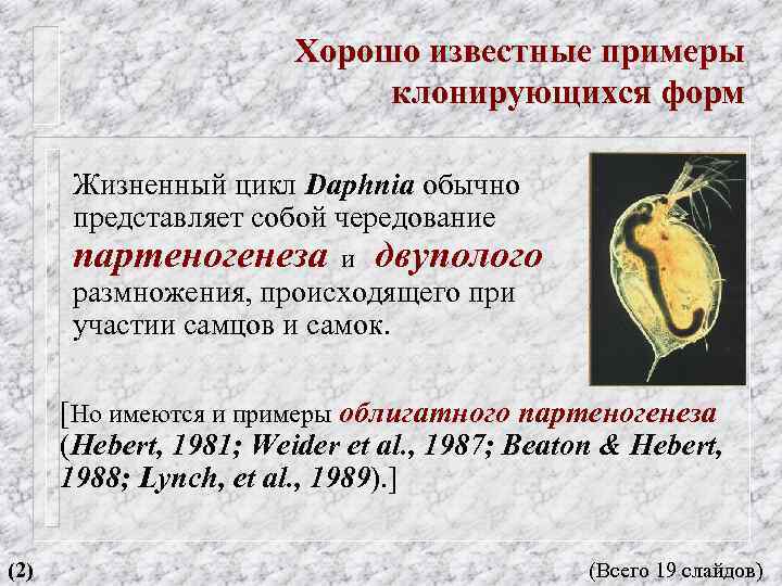 Хорошо известные примеры клонирующихся форм Жизненный цикл Daphnia обычно представляет собой чередование партеногенеза и