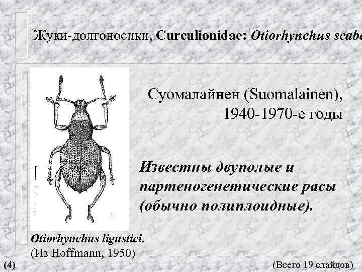 Жуки-долгоносики, Curculionidae: Otiorhynchus scabe Суомалайнен (Suomalainen), 1940 -1970 -е годы Известны двуполые и партеногенетические