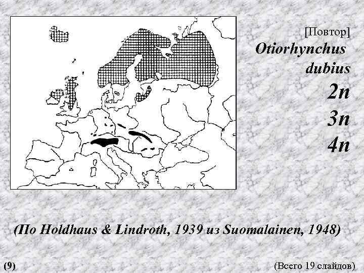 [Повтор] Otiorhynchus dubius 2 n 3 n 4 n (По Holdhaus & Lindroth, 1939