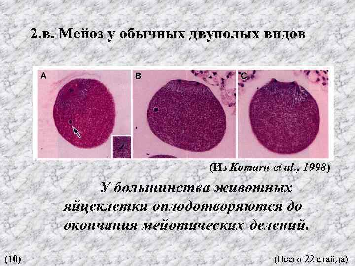 2. в. Мейоз у обычных двуполых видов (Из Komaru et al. , 1998) У